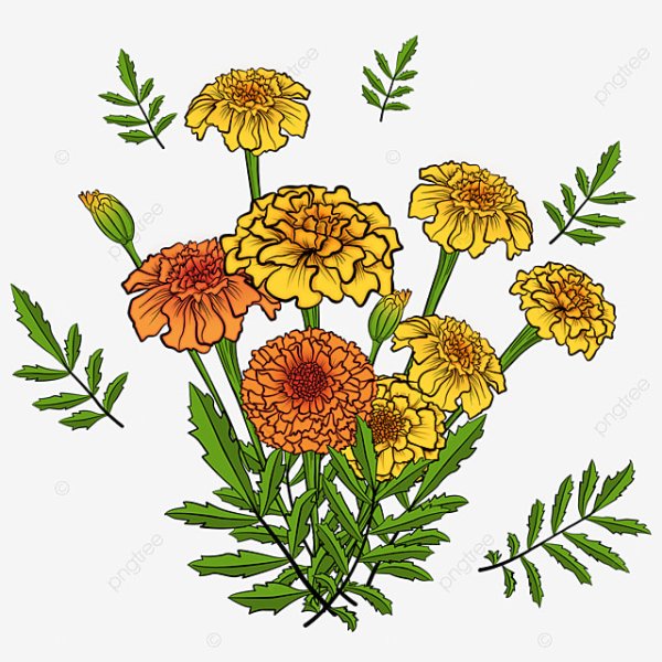 Бархатцы гвоздиковидные