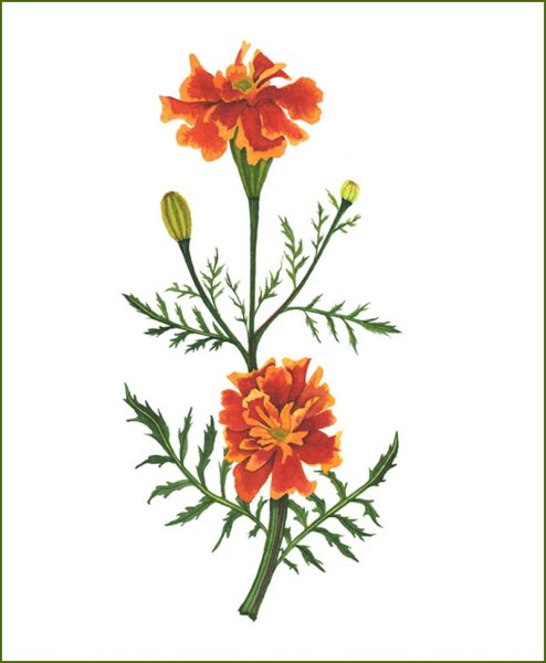 Циния раскраска