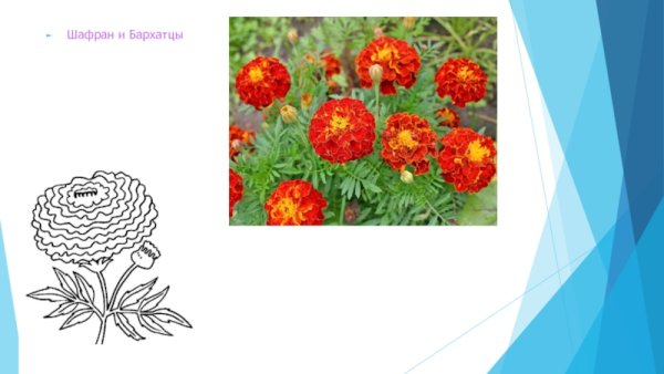 Бархатцы Ботаническая иллюстрация