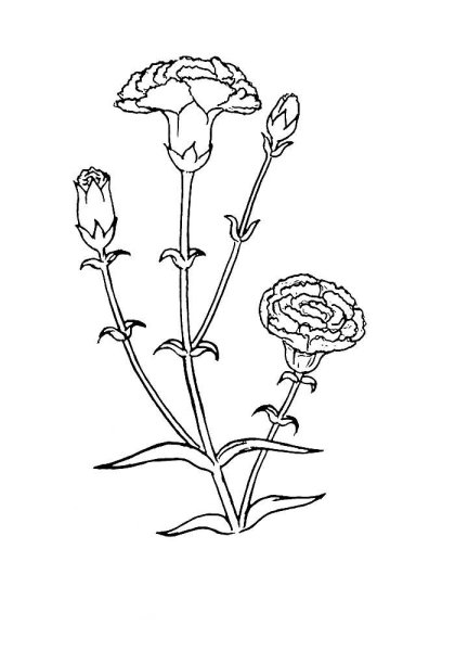 Рисование бархатцы