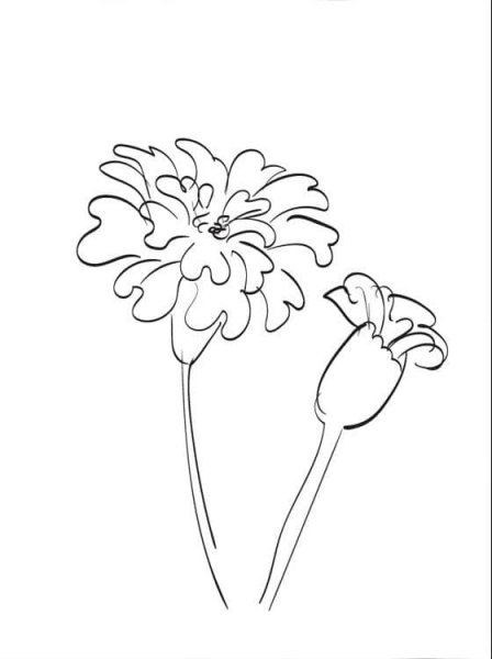 Верьа гибридная рисунок