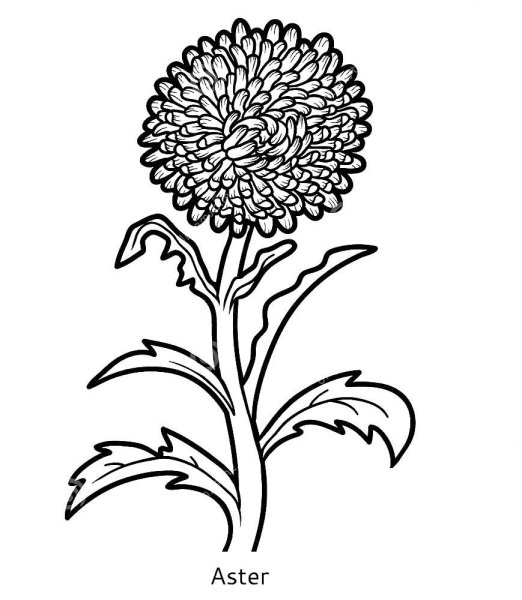 Циния раскраска для детей