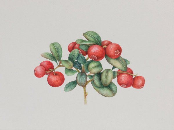 Художник Marina pravnik ягоды