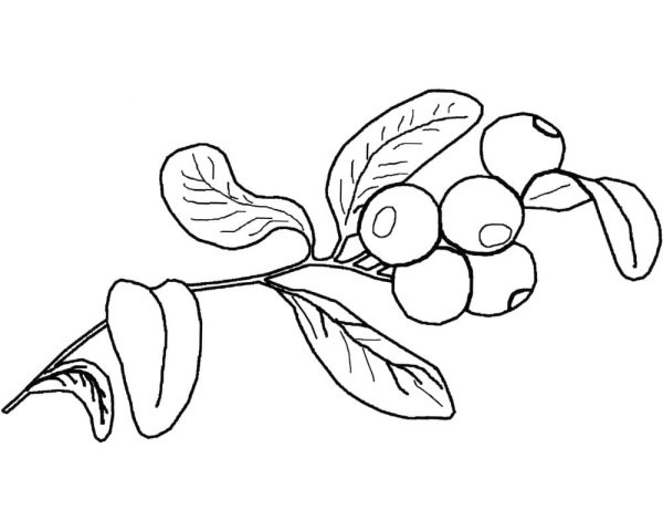 Волчья ягода раскраска