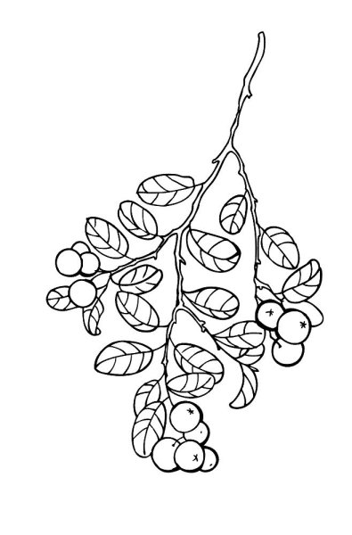 Брусника раскраска для детей