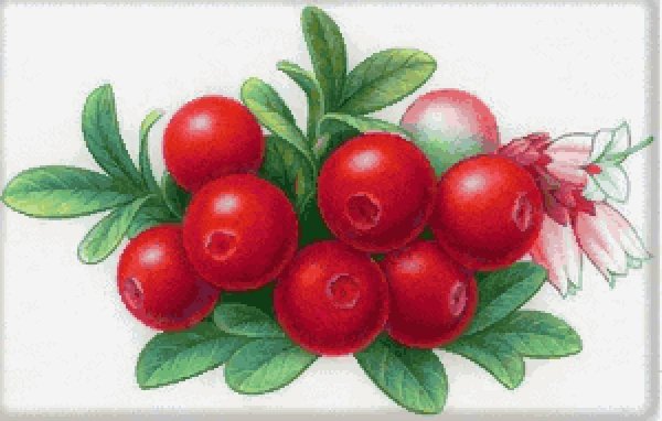 Раскраска ягода брусника