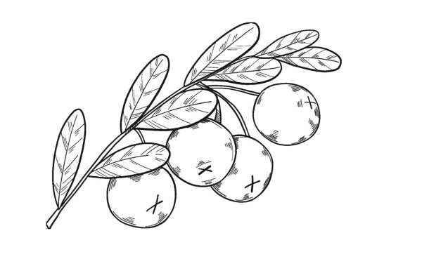 Рисование ягоды