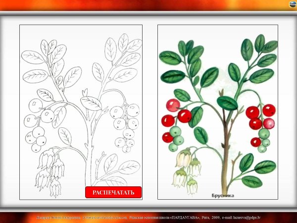 Раскраска ягоды черника