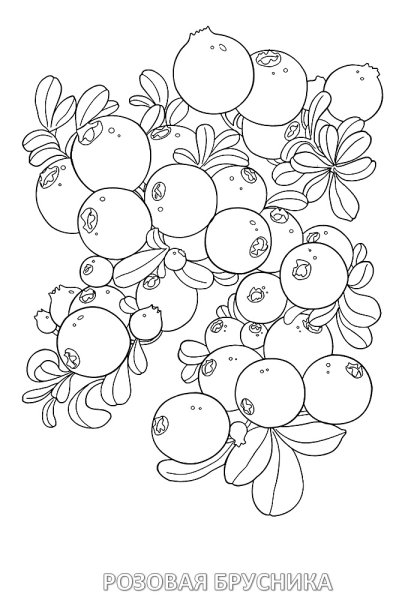 Брусника костяника