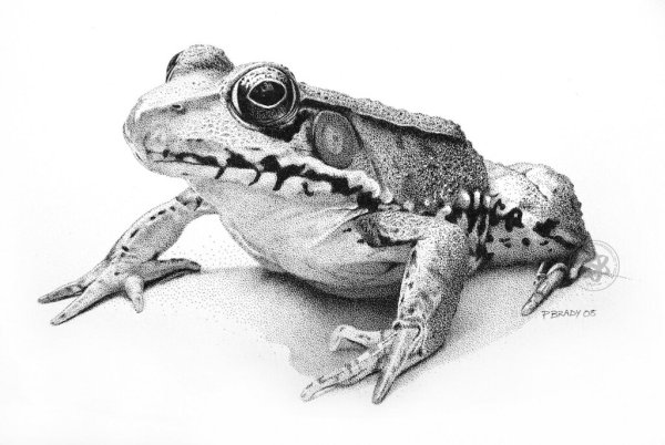 Раскраска лягушка квакша
