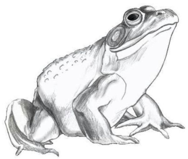 Жаба карандашом