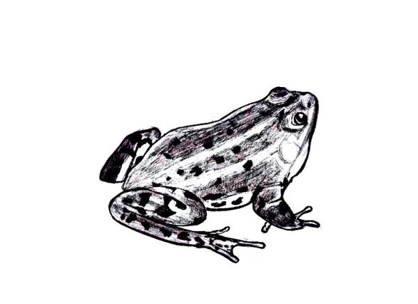 Жаба раскраска