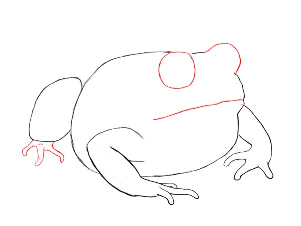 Лягушка рисунок карандашом