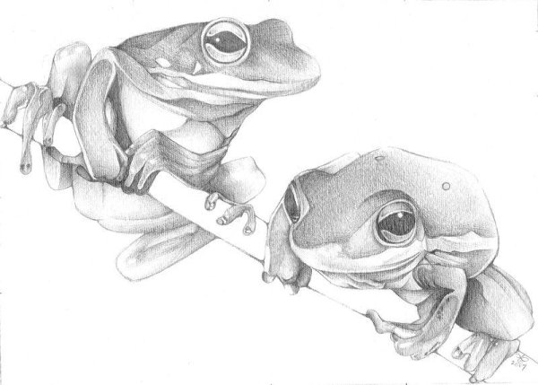 Нарисовать лягушку карандашом