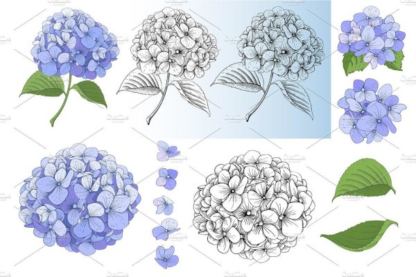 Гортензия строение соцветий