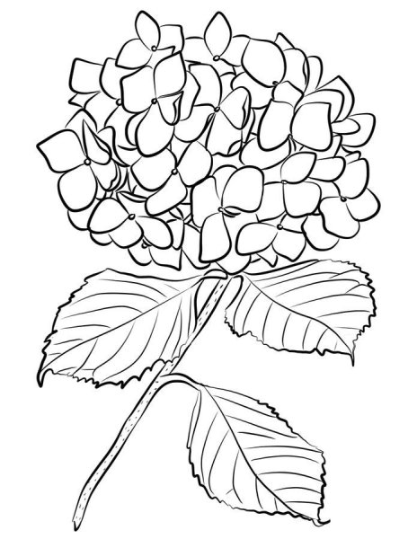 Гортензия кустарник