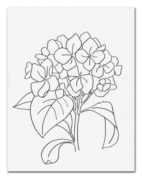 Гортензия эскиз