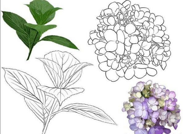 Куст гортензии скетчинг