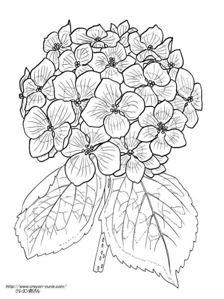 Гортензия раскраска