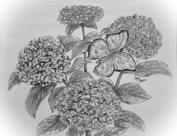 Куст гортензии скетчинг