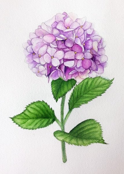 Гортензия метельчатая скетчинг