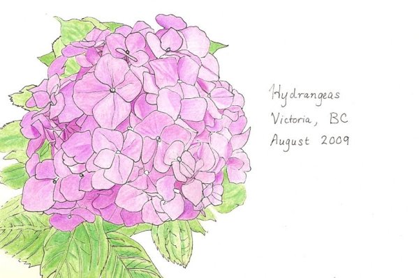 Гортензия букет рисунок