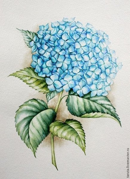 Цветы акварель гортензия