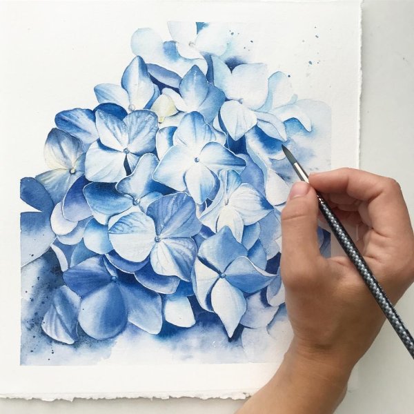 Гортензия акварельными карандашами