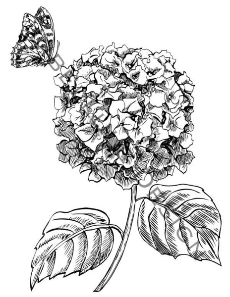 Гортензия чб