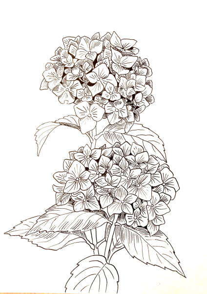 Гортензия метельчатая скетчинг