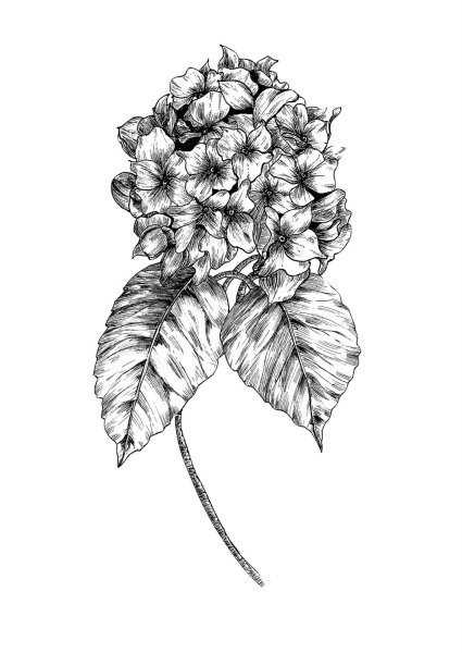 Гортензия контур