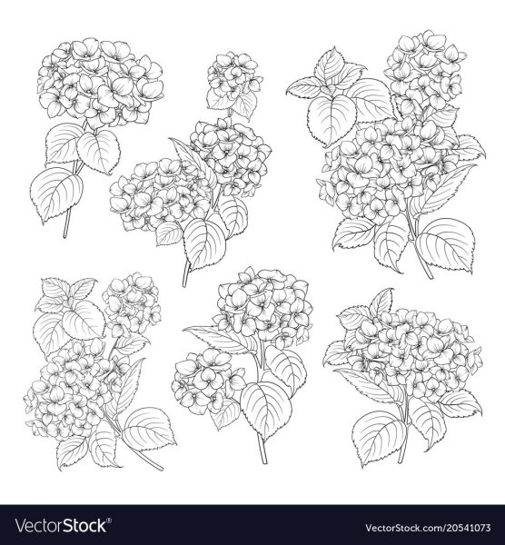 Винтажные гортензии