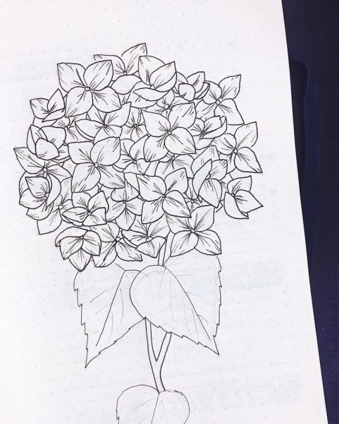 Скетч гортензия метельчатая