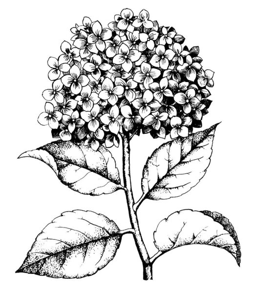 Гортензия раскраска для детей