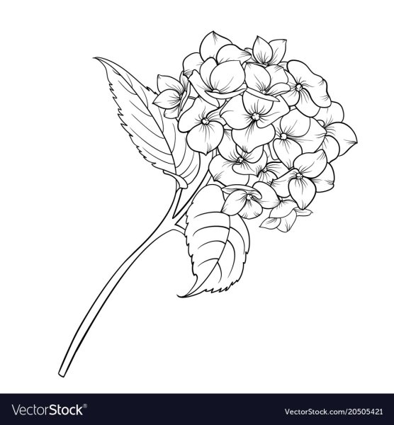 Гортензия раскраска