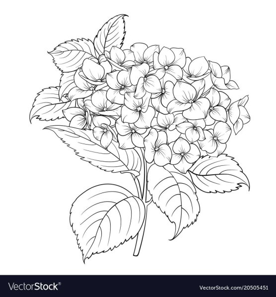 Гортензия для срисовки