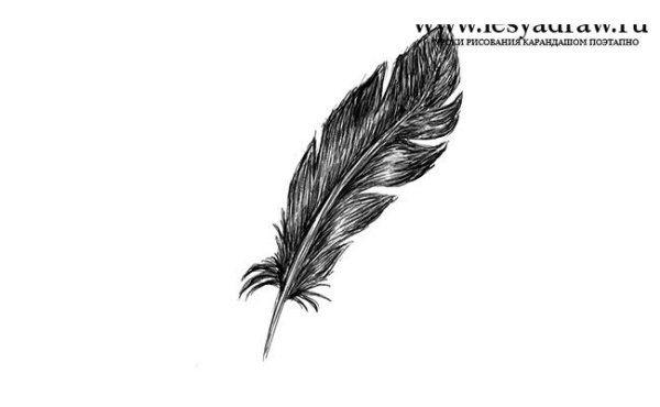 Зарисуйте перья птиц