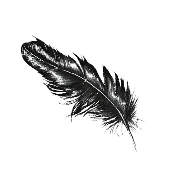 Зарисуйте перья птиц