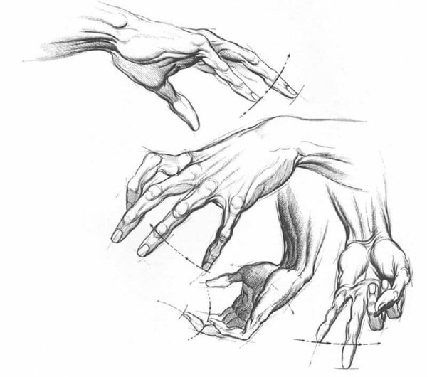 Анатомия кисти референс