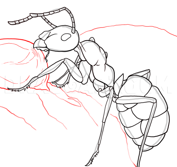Муравей рисунок карандашом