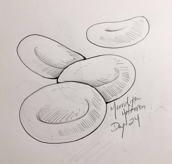 Эритроциты рисунок