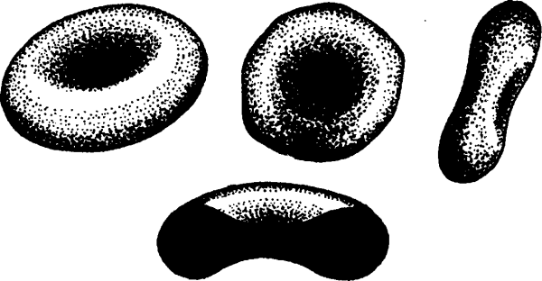 Дисковидные эритроциты схема