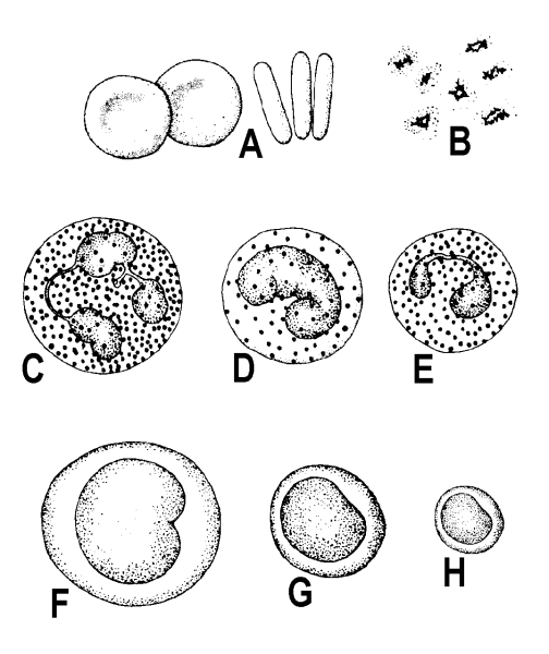 Подсчет лейкоцитов