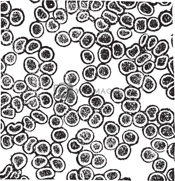 Клетки крови