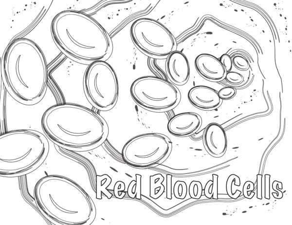 Клетки крови раскраска