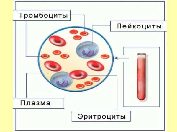 Состав крови лейкоциты тромбоциты