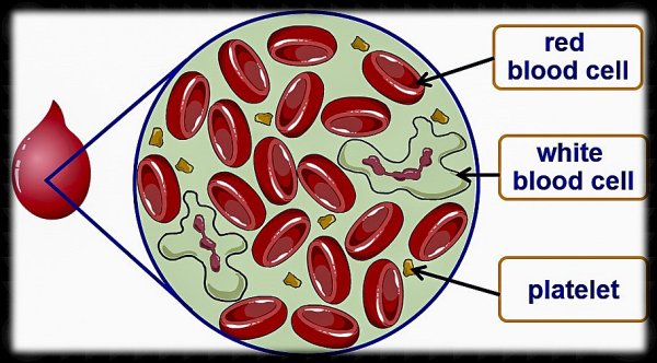 Blood consists of Red Blood Cells,White Blood Cells small Cells