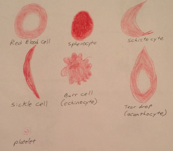 Клетки крови рисунок карандашом