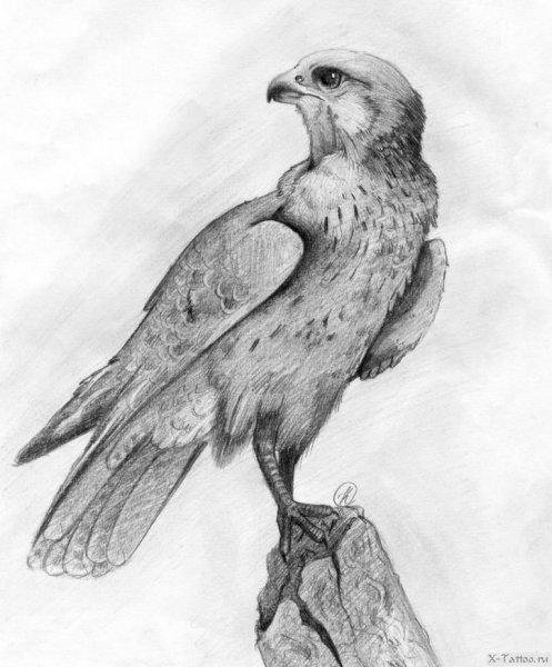 Ястреб карандашом