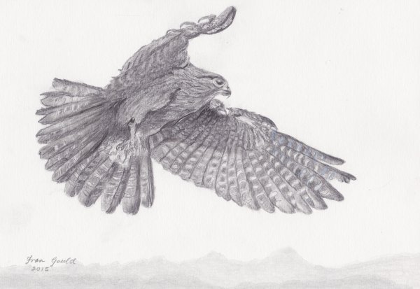 Сокол в полете Графика